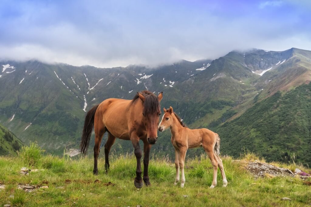 Caballos pastando en un prado de montaña